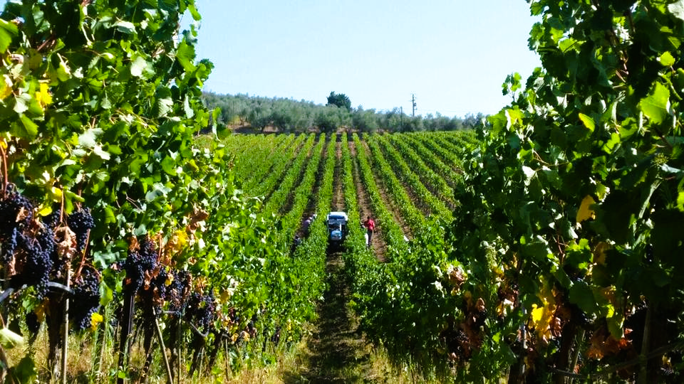 Collazzi 2021 - Chianti Toskana - Tenuta I Collazzi - 75cl
