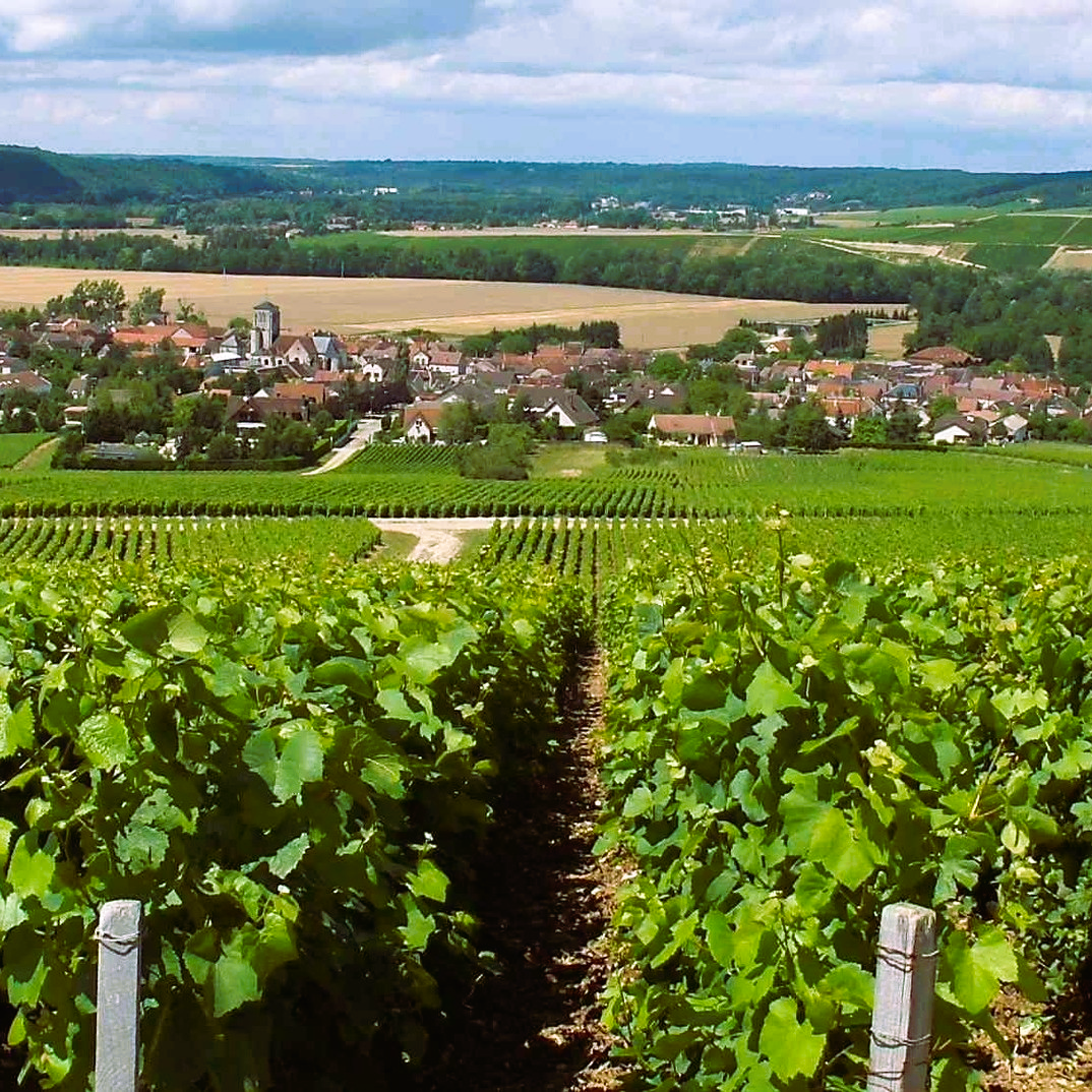 Champagner Huguenot-Tassin - Signature Blanc de Noirs - Brut