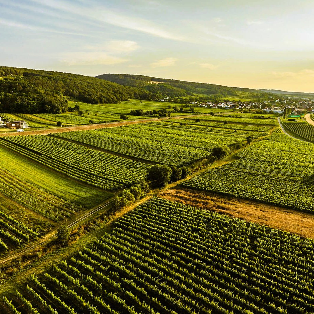 Blaufränkisch Reisbühl 2018 - Burgenland - Weingut Kirchknopf - 75cl