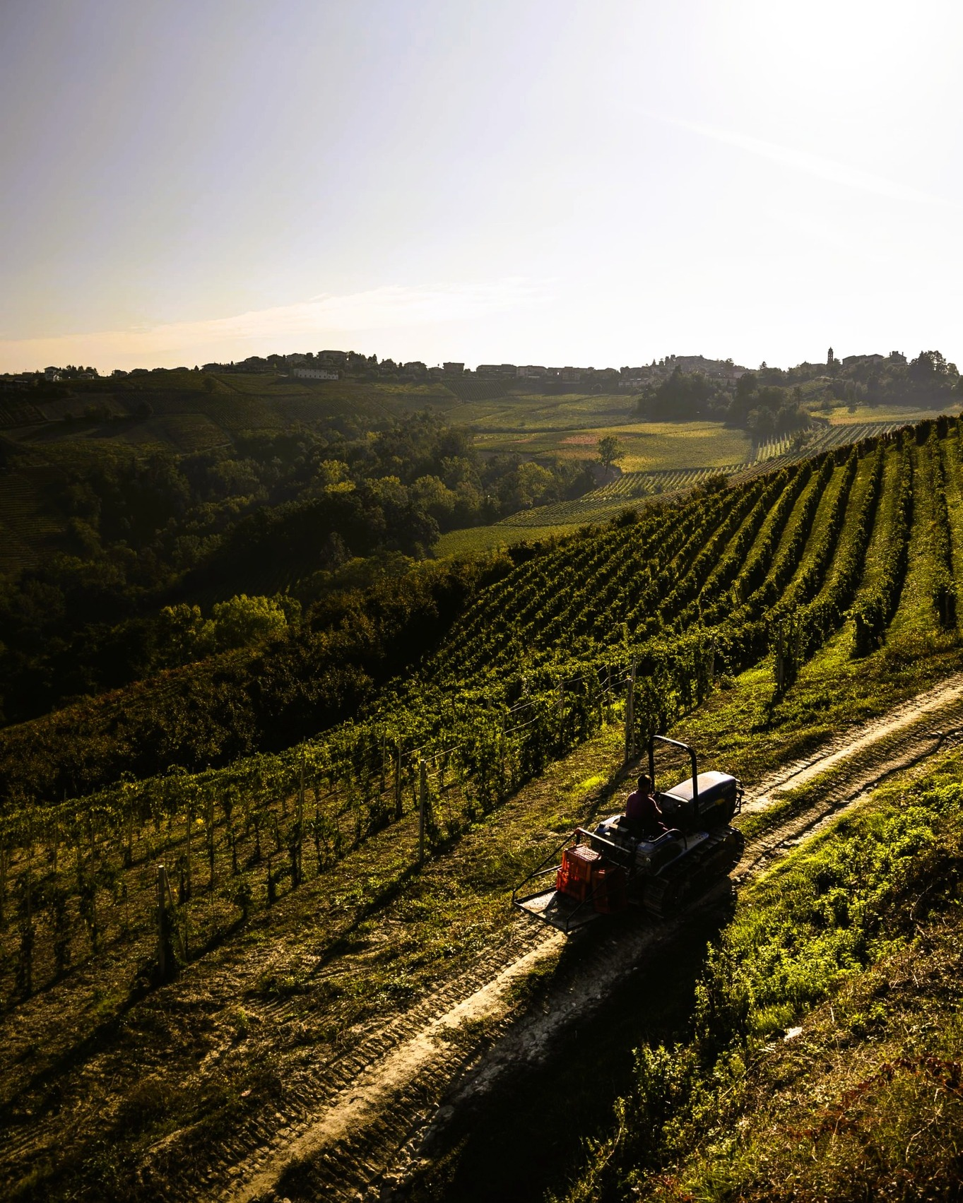 Barbaresco Ausario 2020 - Molino - Piemont DOCG -75cl