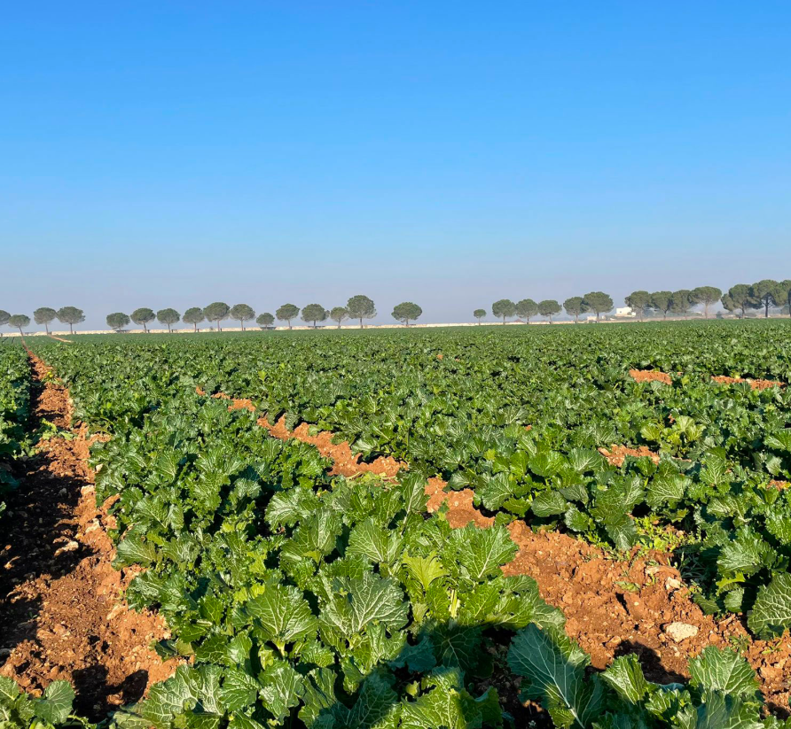 Cima di Rapa Feld