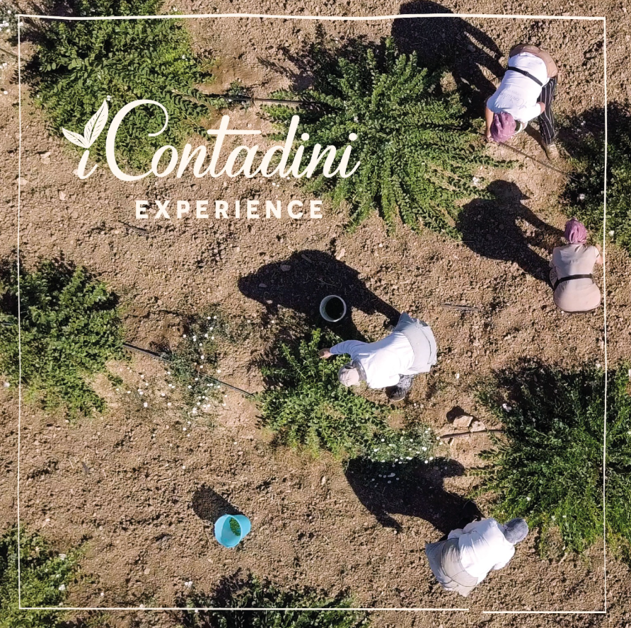 I Contadini bei der Ernte