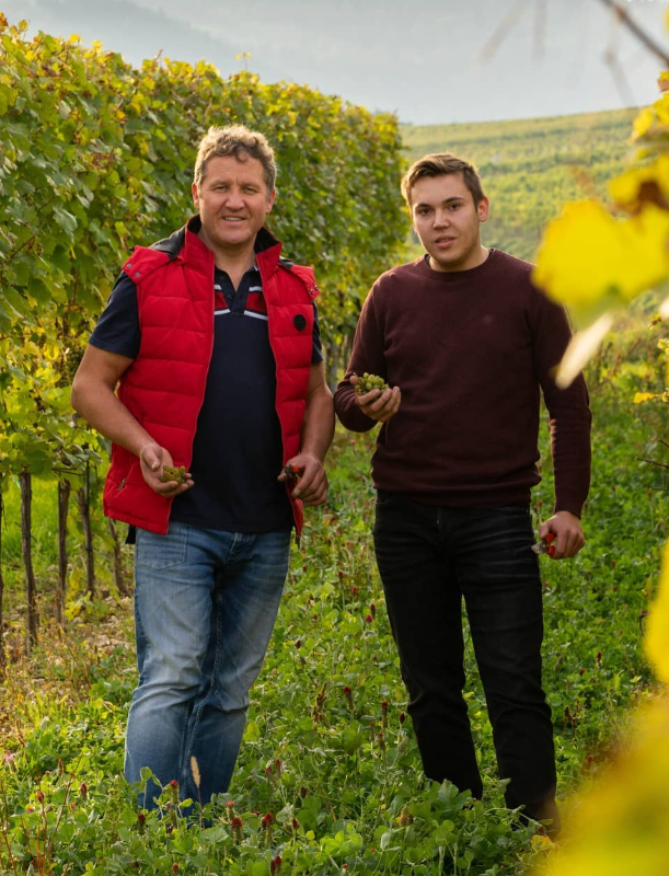 Grüner Veltliner vom Urgestein - 2024 - Österreich - Weingut Türk