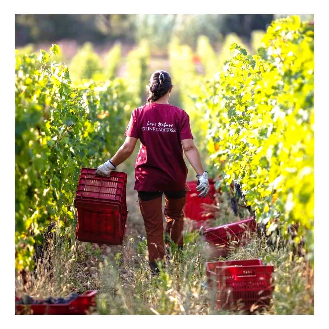 Caiarossa - Chianti Toskana IGT - 2019 - 75cl