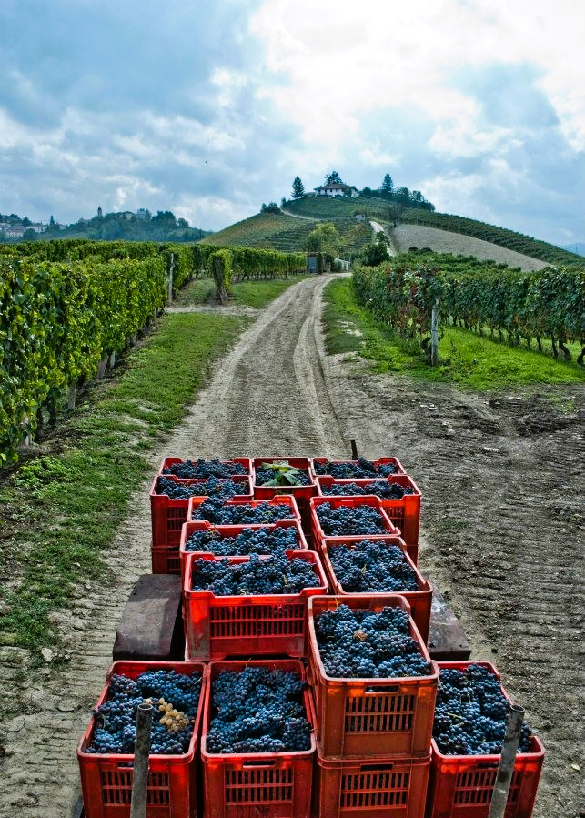 Barbaresco Ausario 2020 - Molino - Piemont DOCG -75cl