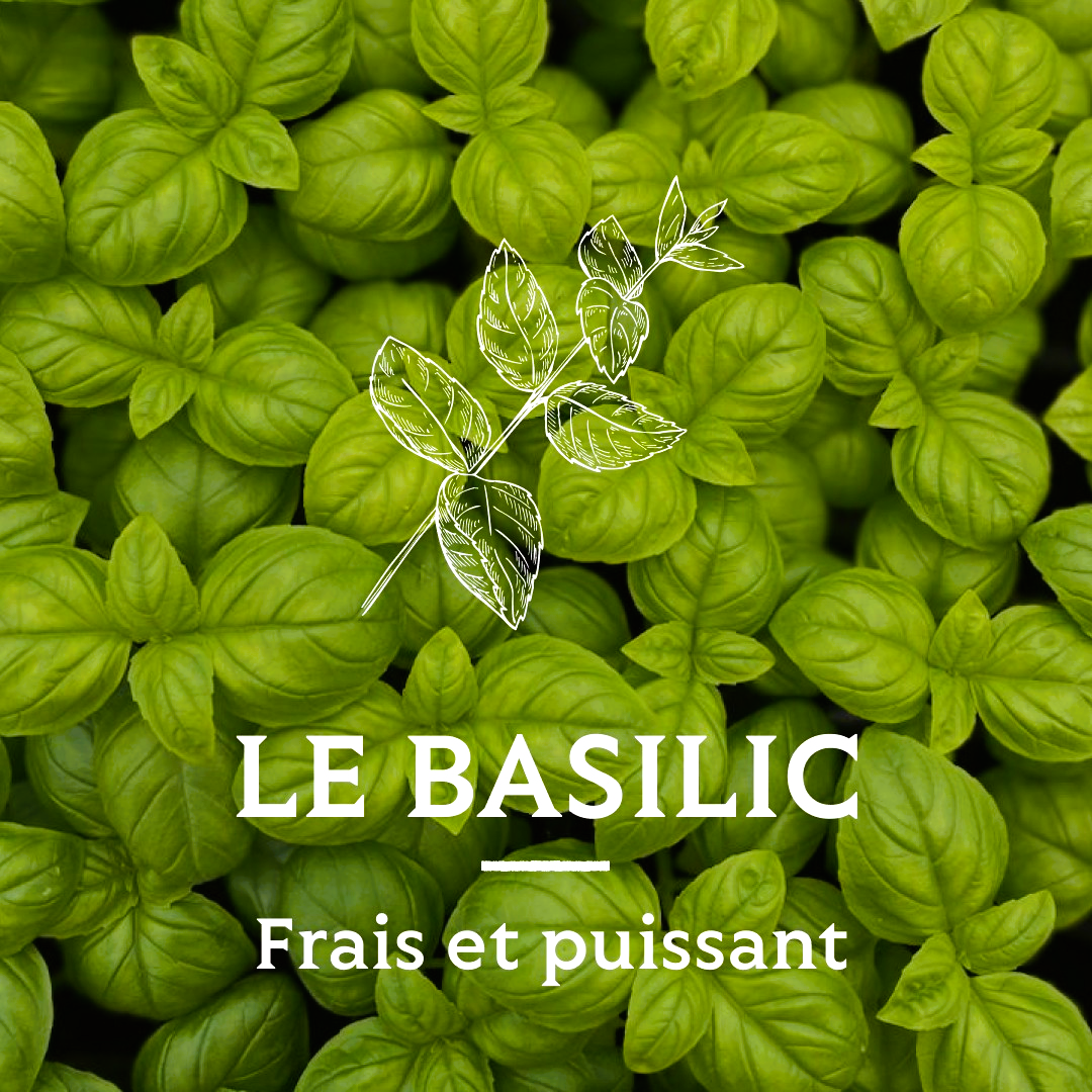 Olivenöl mit Basilikum von A l'Olivier - 250ml