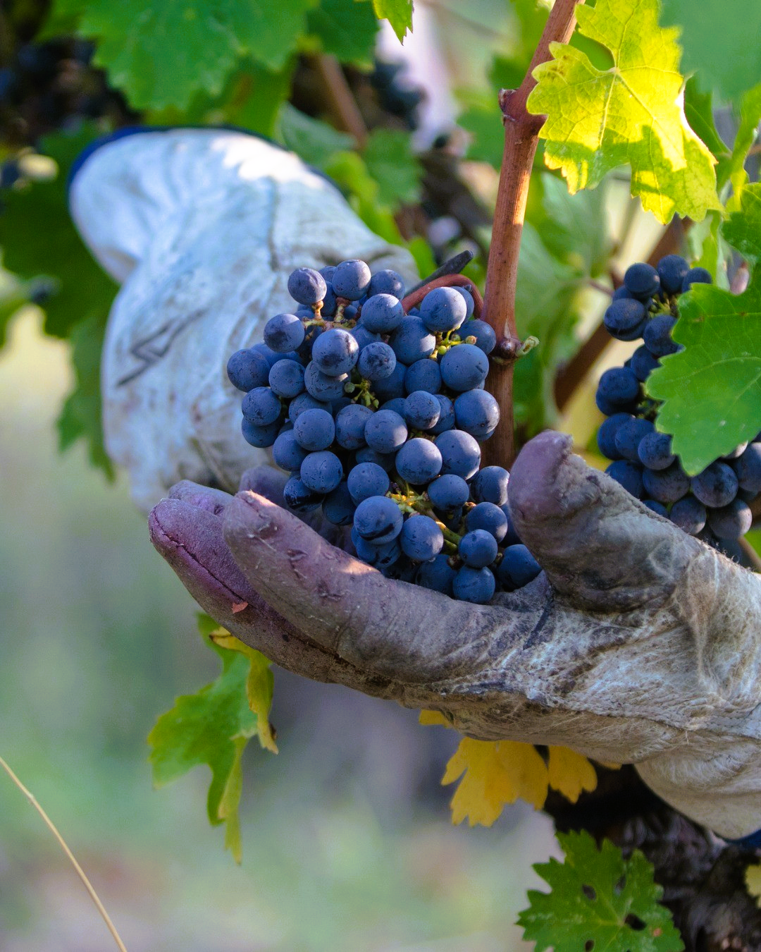 Caiarossa - Chianti Toskana IGT - 2019 - 75cl