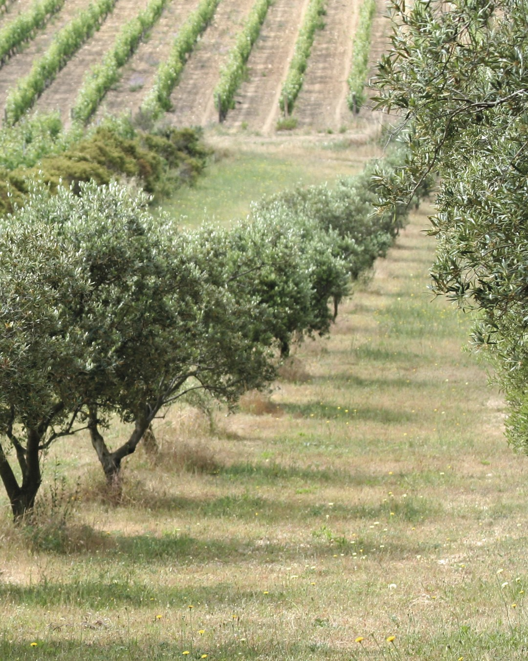 Olivenbäume in grüner Wiese mit Rebstöcken im Hintergrund