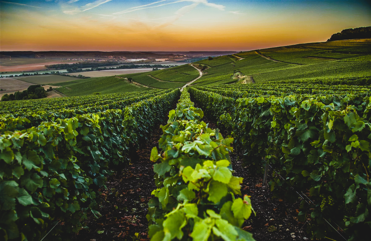 Champagner Deutz - Brut Rosé