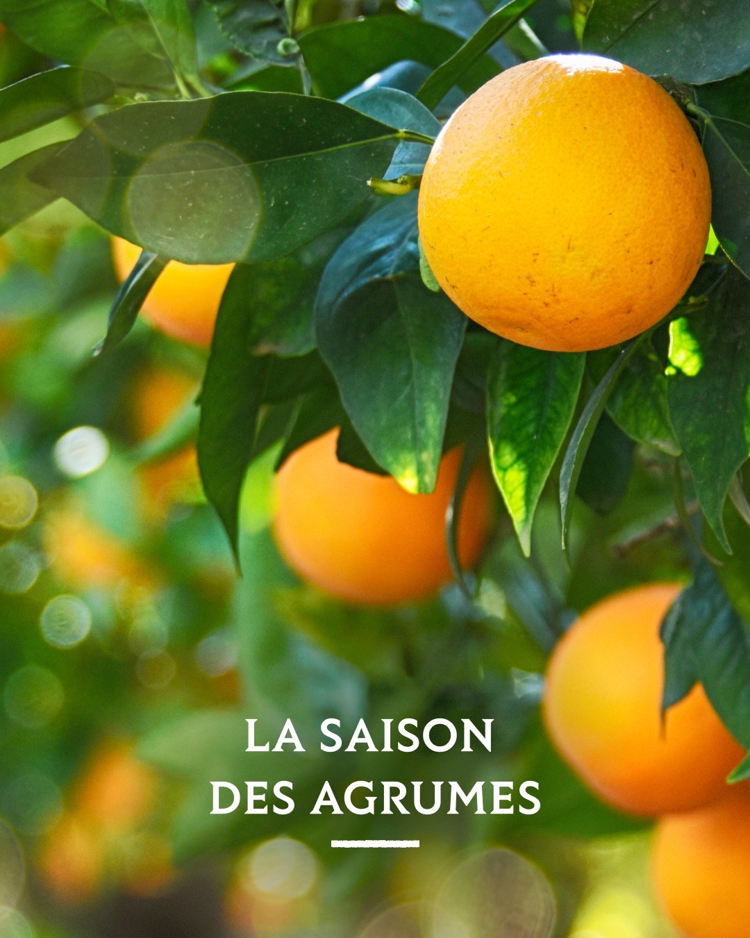 Yuzu & Mandarine Fruchtessig - A l'Olivier - 200ml