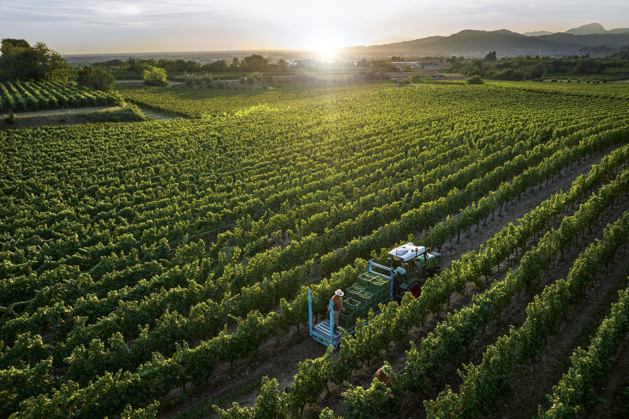Bellavista Alma Assemblage 1  DOCG - Extra Brut - Franciacorta