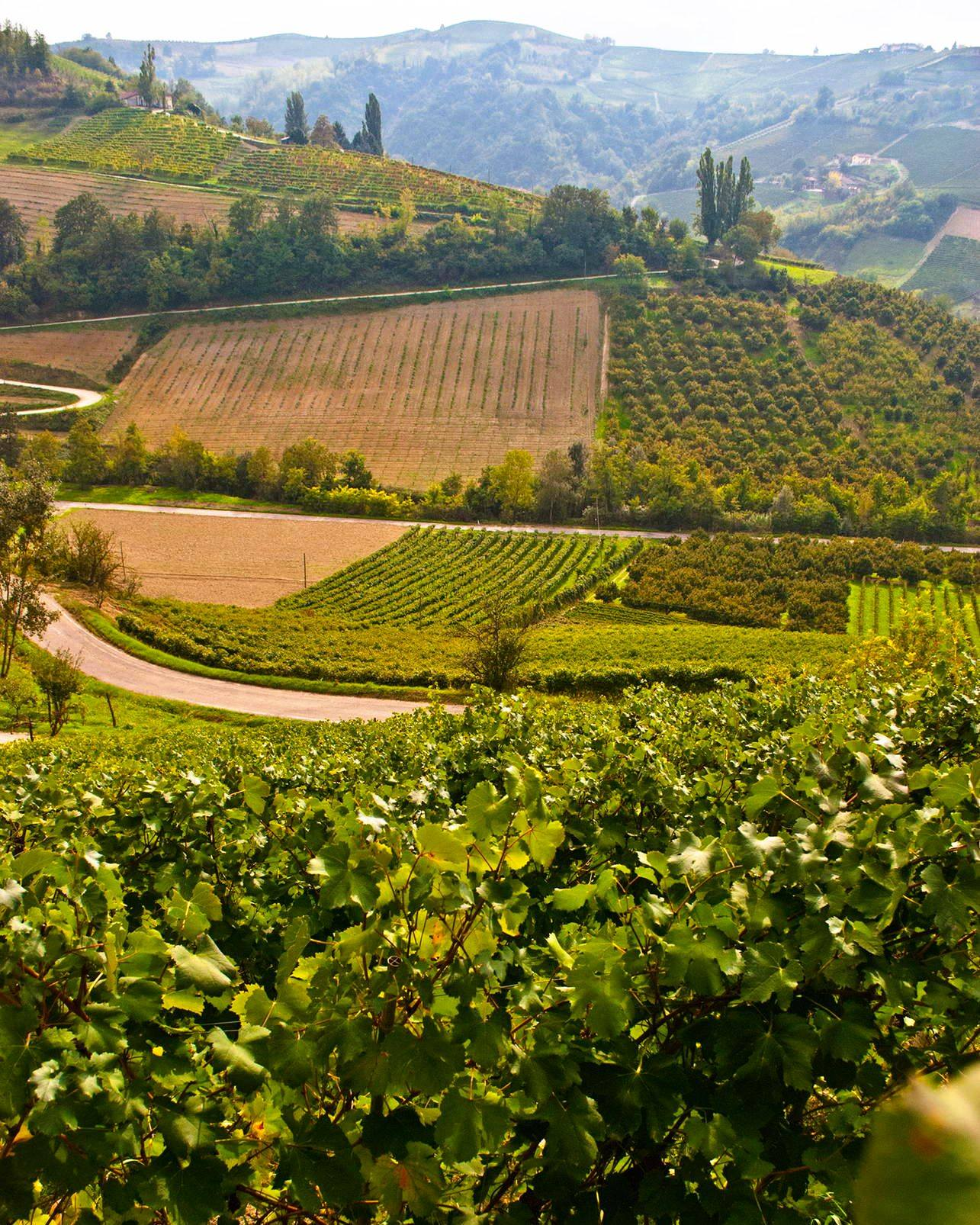 Barbaresco Ausario 2020 - Molino - Piemont DOCG -75cl
