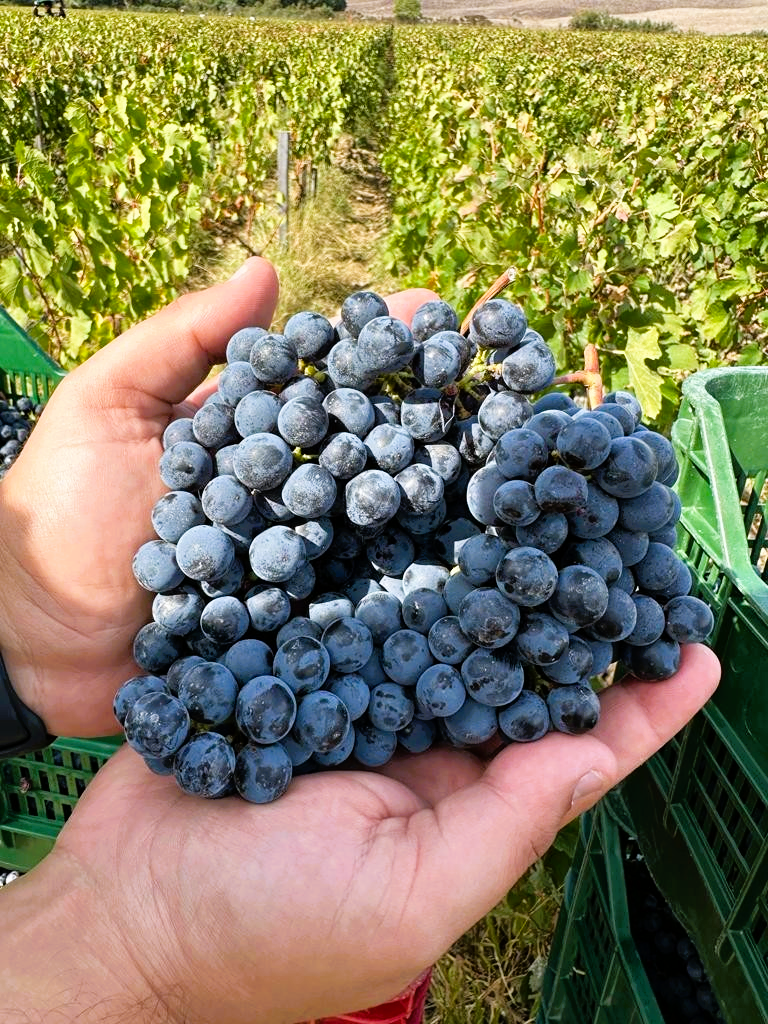 Le Cupole 2022 - Tenuta di Trinoro - IGT - Toskana - 75cl