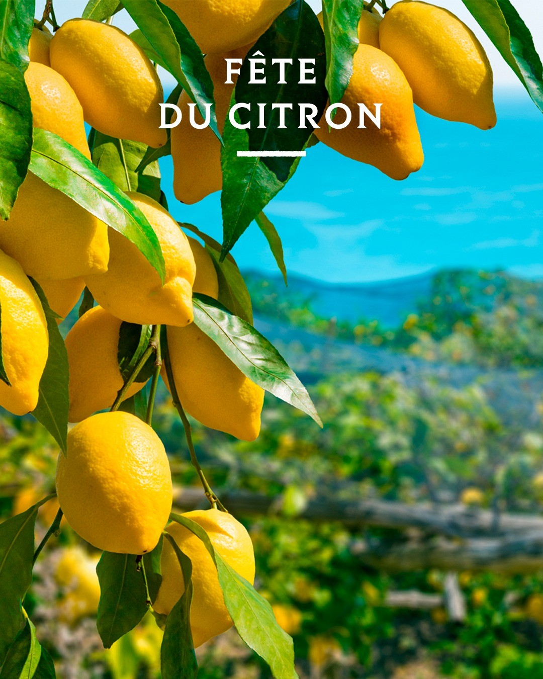 Olivenöl mit Zitronen aus Nizza von A l'Olivier - 250ml