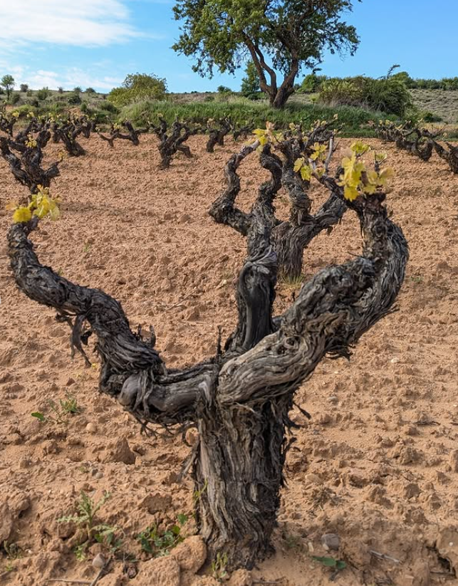 Sei Solo 2021 – Bodegas Sei Solo – Ribera del Duero – 75 cl