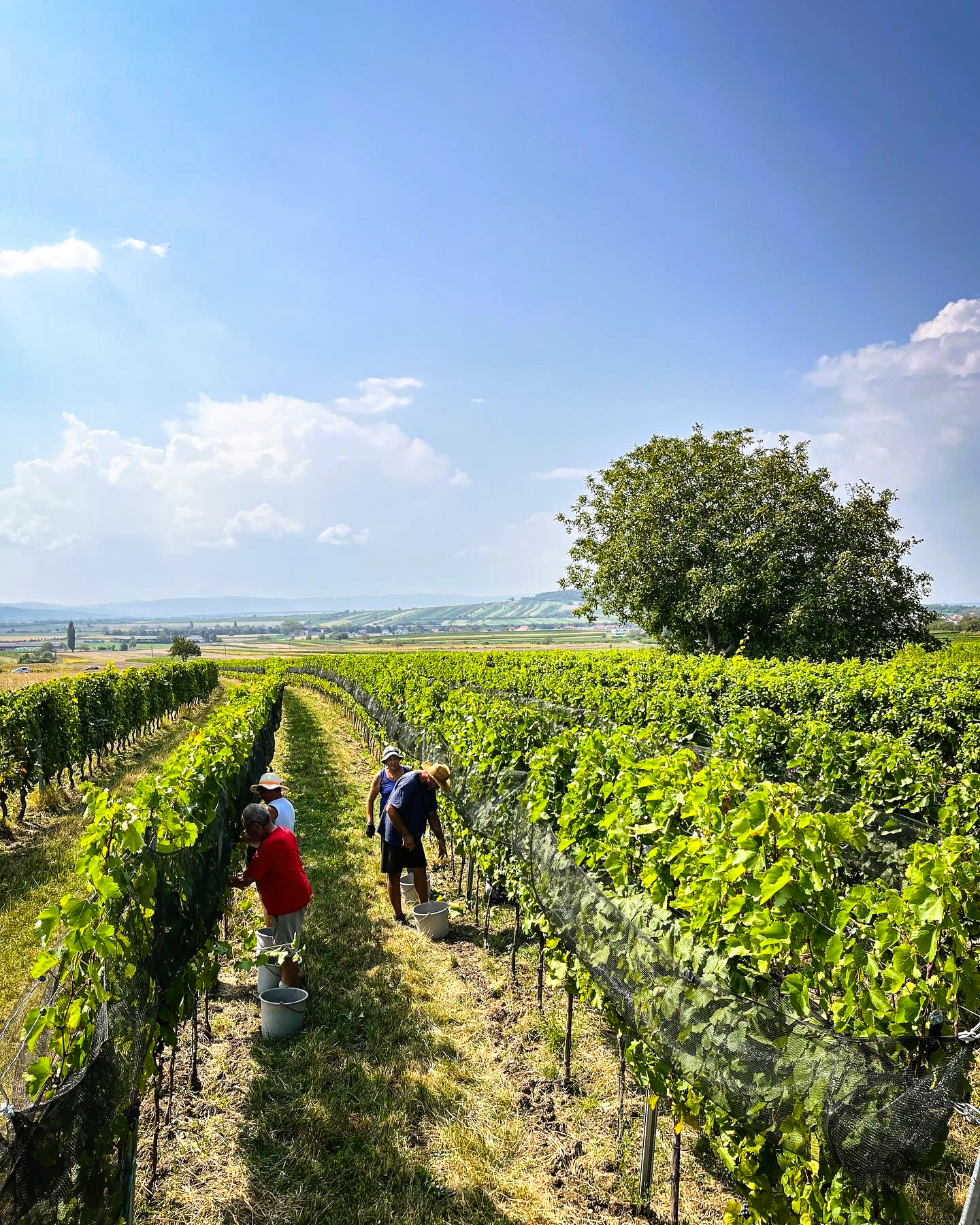 Blaufränkisch Reisbühl 2018 - Burgenland - Weingut Kirchknopf - 75cl