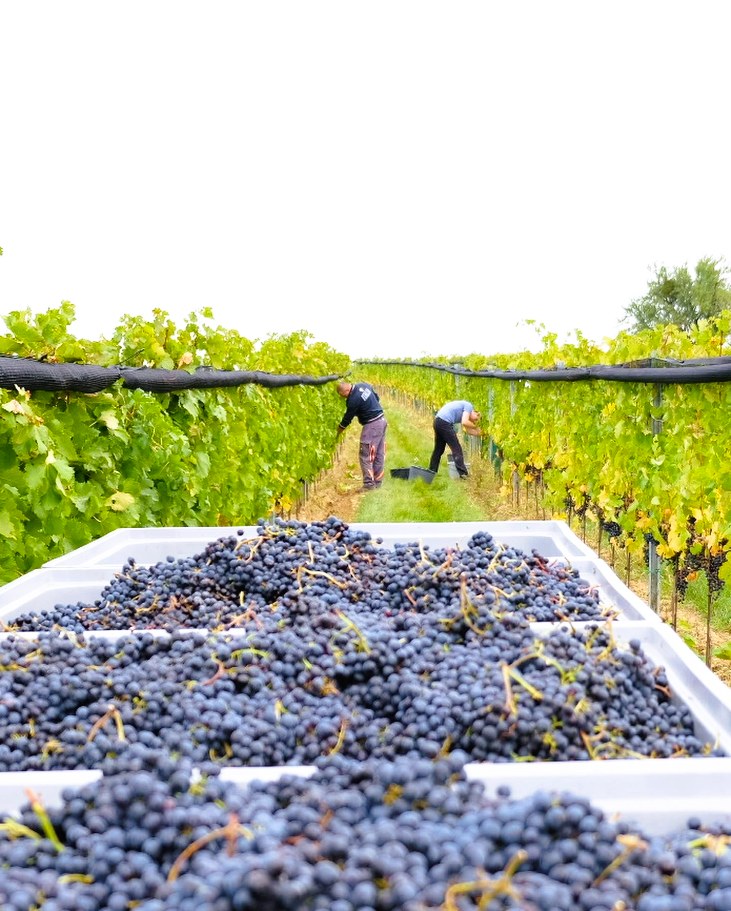 Blaufränkisch Reisbühl 2018 - Burgenland - Weingut Kirchknopf - 75cl