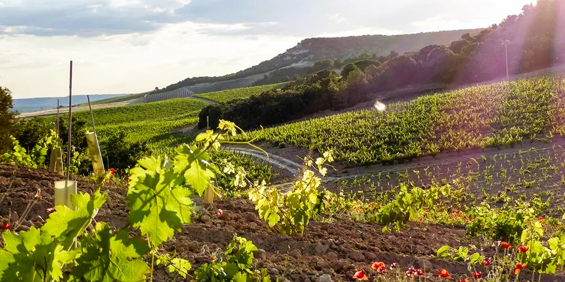Hacienda Monasterio 2022 - Ribera del Duero - 75cl