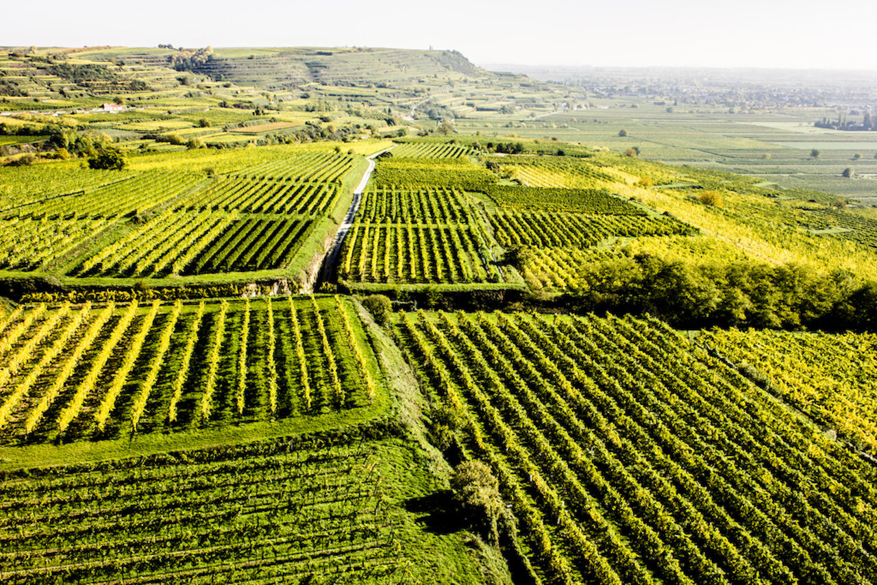 Grüner Veltliner vom Urgestein - 2024 - Österreich - Weingut Türk