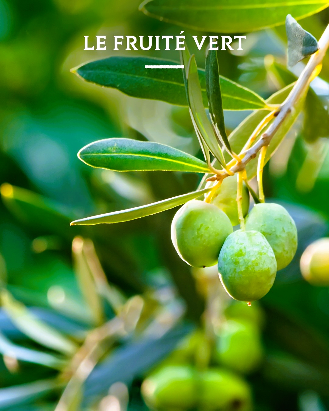 AOP Olivenöl von Jahrhunderten alten Bäumen aus der Provence in der Geschenks Verpackung von A l'Olivier - 500ml