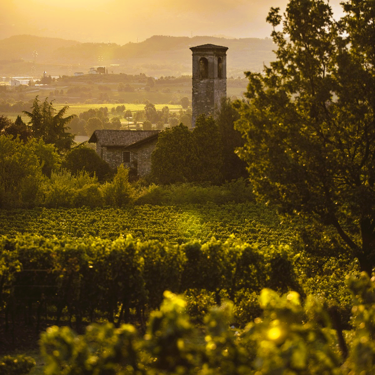 
                  
                    Franciacorta Alma Grande Cuvée Brut von Bellavista
                  
                