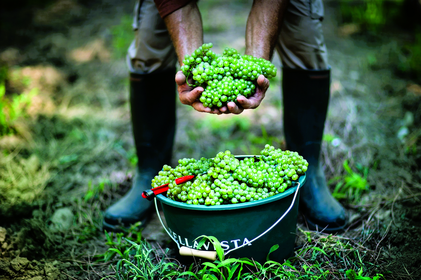 
                  
                    Franciacorta Alma Grande Cuvée Brut von Bellavista
                  
                