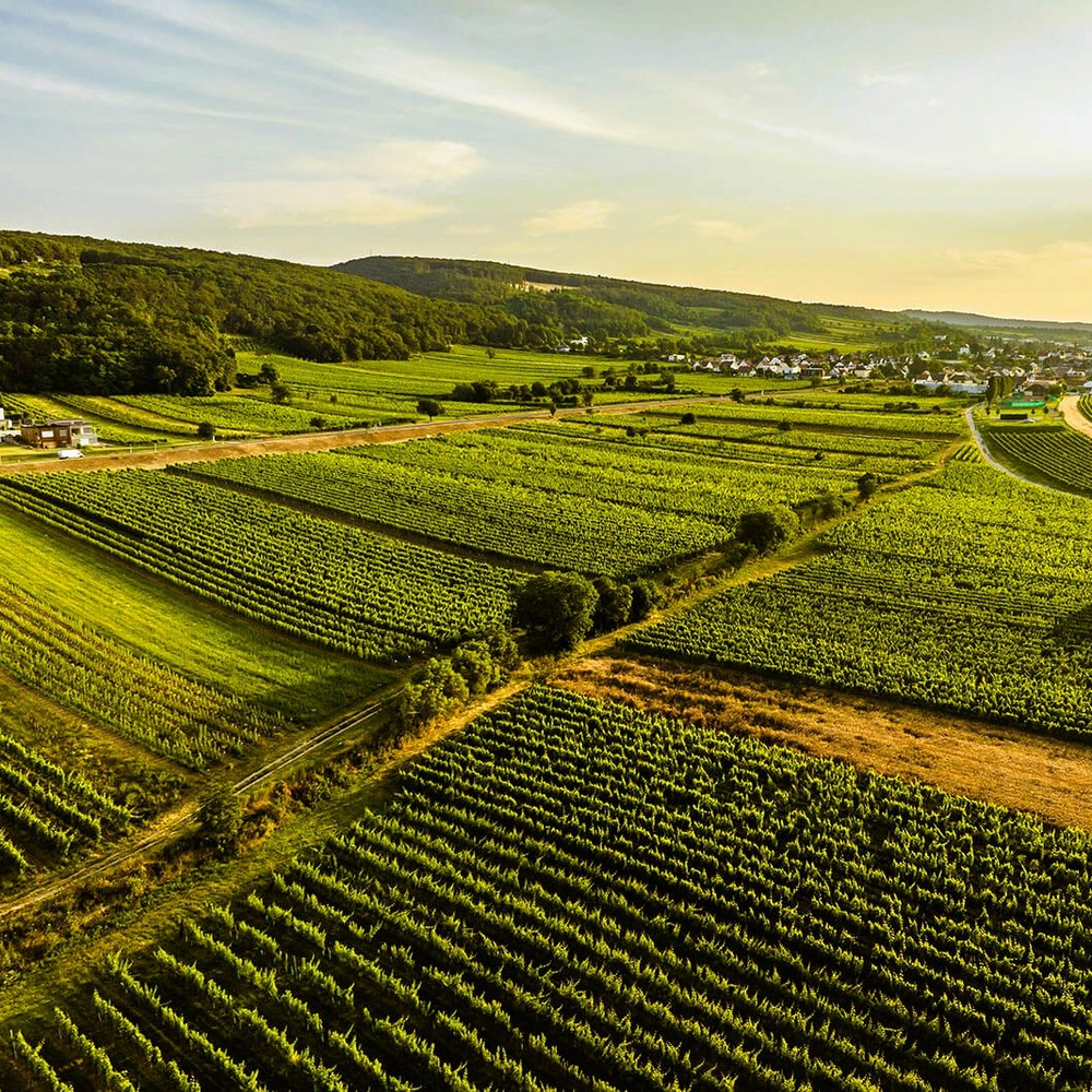 
                  
                    Chardonnay Tatschler - Burgenland - Kirch Knopf winery
                  
                