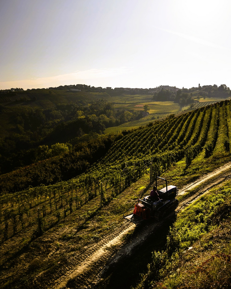 
                  
                    Barbaresco Ausario DOCG 2020
                  
                