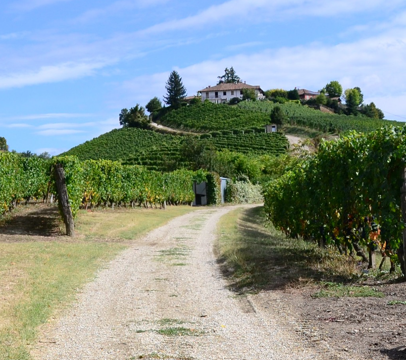 Barbaresco Ausario 2020 - Molino - Piedmont DOCG -75cl