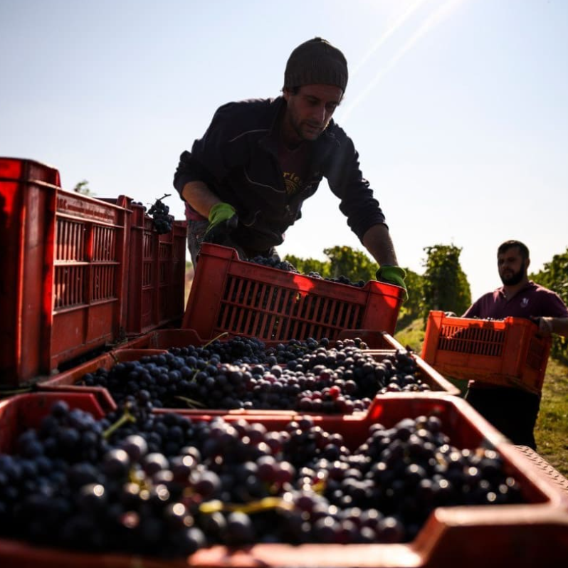 Barbaresco Ausario 2020 - Molino - Piedmont DOCG -75cl