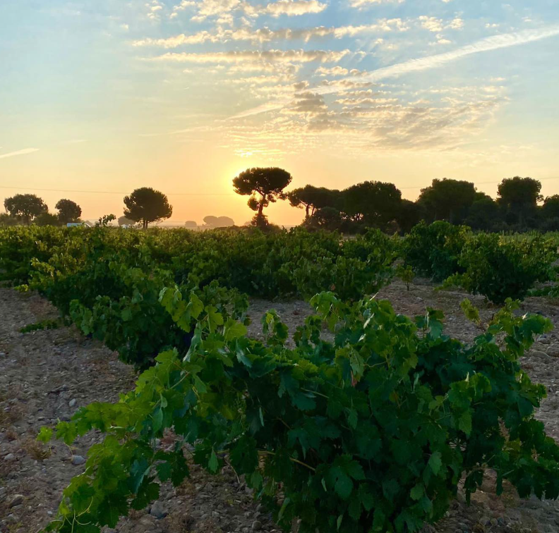 Mauro - Bodegas Mauro - 2023 - 75cl