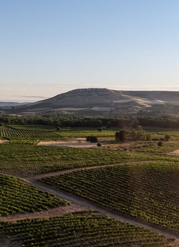 Carmelo Rodero Reserva Raza 2021 – Ribera del Duero – 75 cl