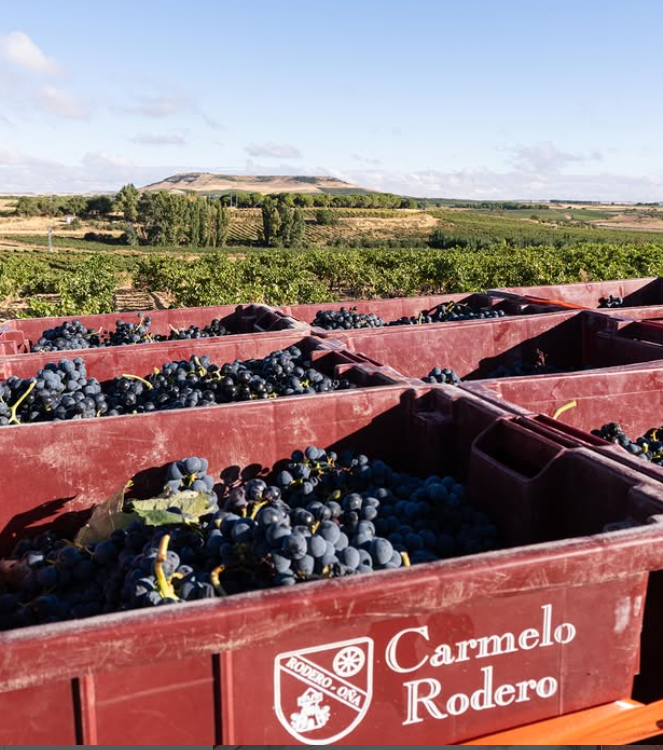 Carmelo Rodero Reserva Raza 2021 – Ribera del Duero – 75 cl