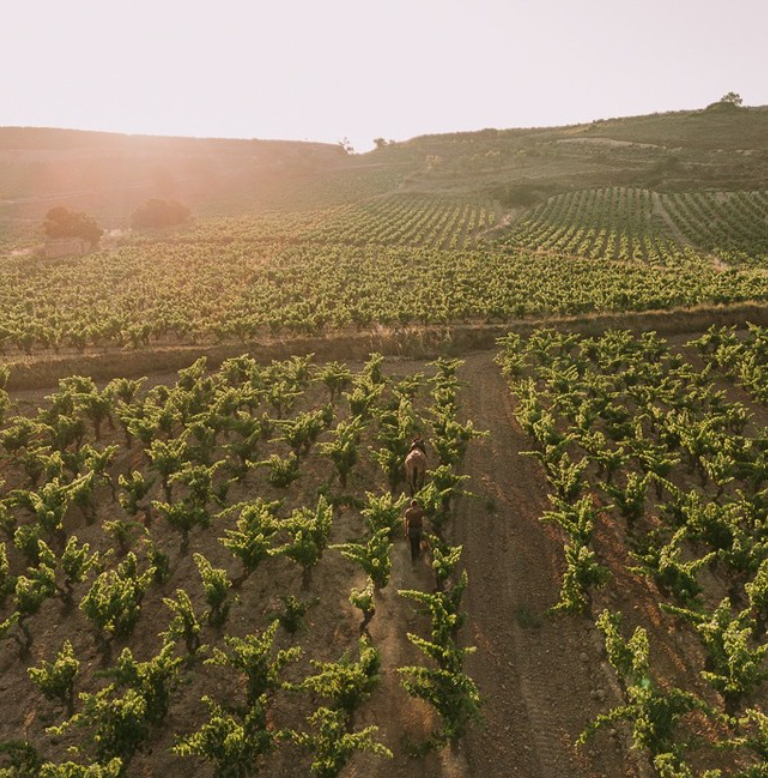 Mauro - Bodegas Mauro - 2023 - 75cl