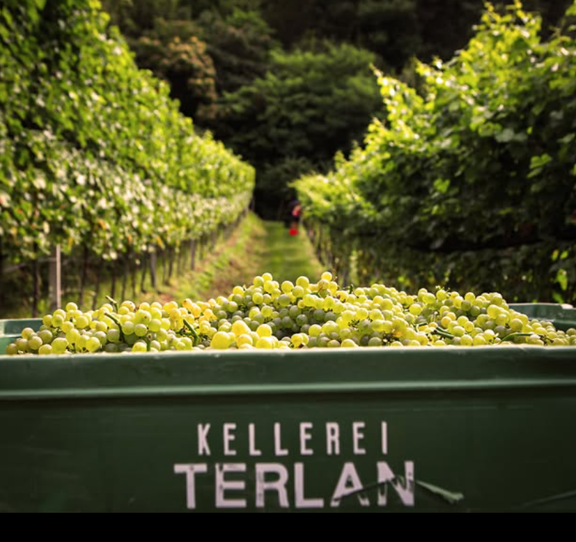 Sauvignon Quarz 2023 – Kellerei Terlan – Alto Adige DOC – 75 cl