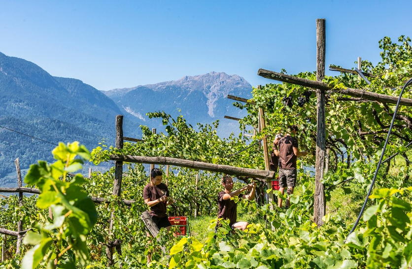 Sauvignon Quarz 2023 – Kellerei Terlan – Alto Adige DOC – 75 cl
