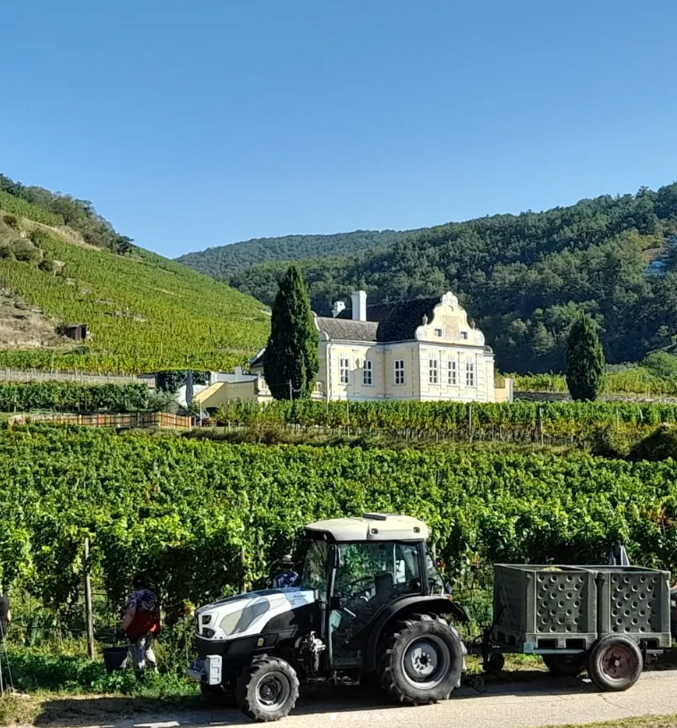 Grüner Veltliner Kellerberg Smaragd - Wachau - Weingut Schmidl