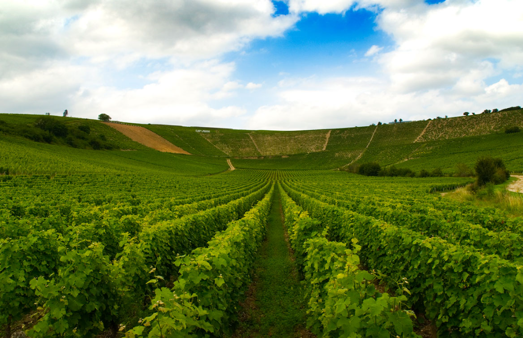 Pouilly-Fumé Baron de L De Ladoucette 2022 – Loire – 75 cl