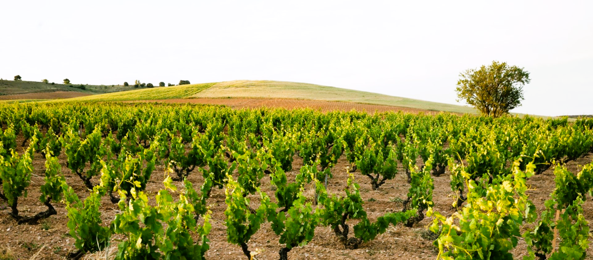 Reben vom Weingut Dominio de Pingus in Ribera del Duero