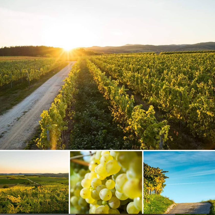 Riesling Kremser Weinberg - 2021 - Österreich - Weingut Türk - 75cl