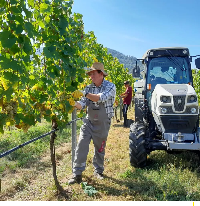 Grüner Veltliner Kellerberg Smaragd - Wachau - Weingut Schmidl
