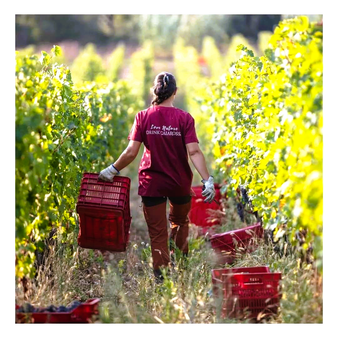 
                  
                    Caiarossa Chianti Tuscany 2018
                  
                