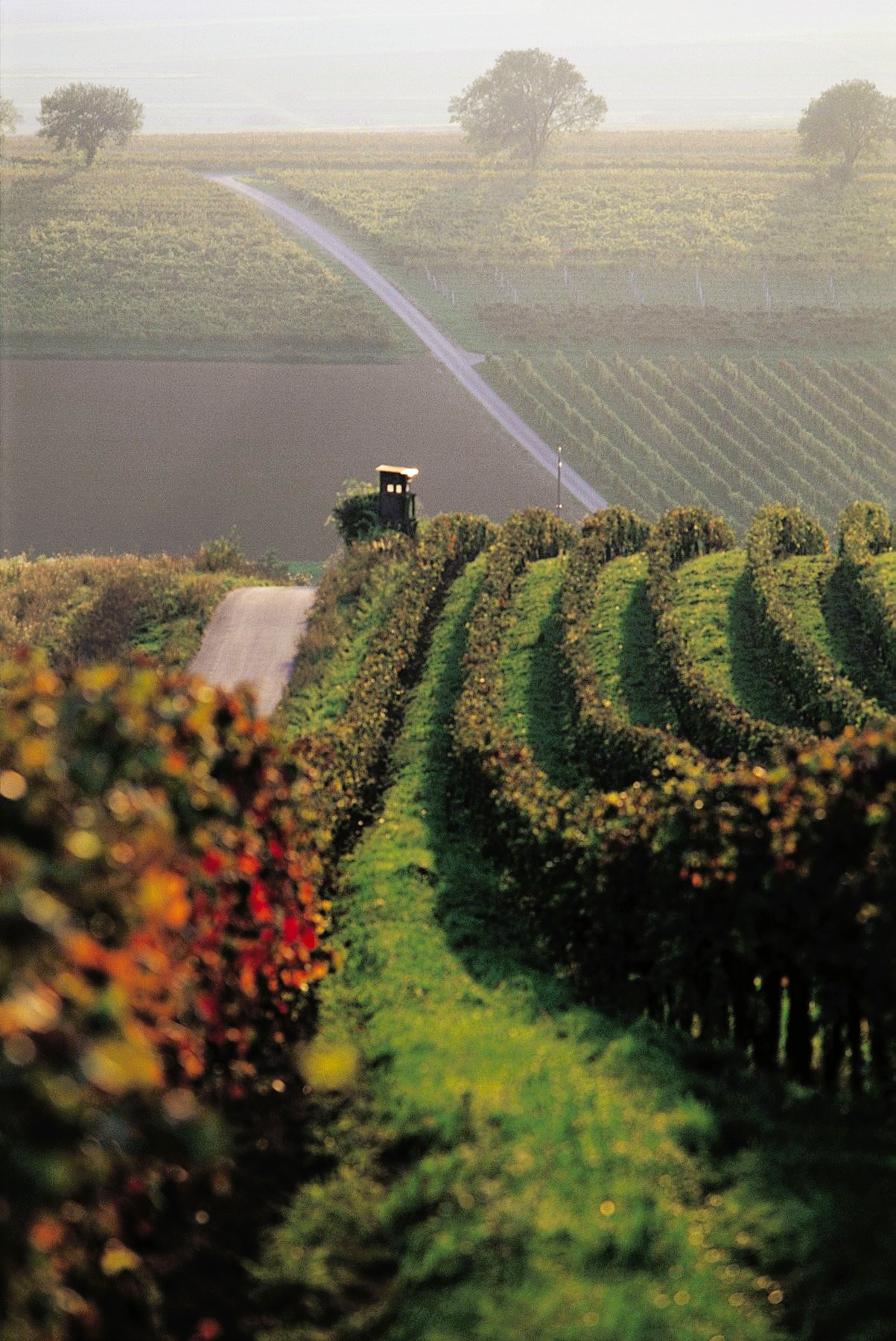 Das Phantom - 2022 - Burgenland - Weingut K+K Kirnbauer - 75cl