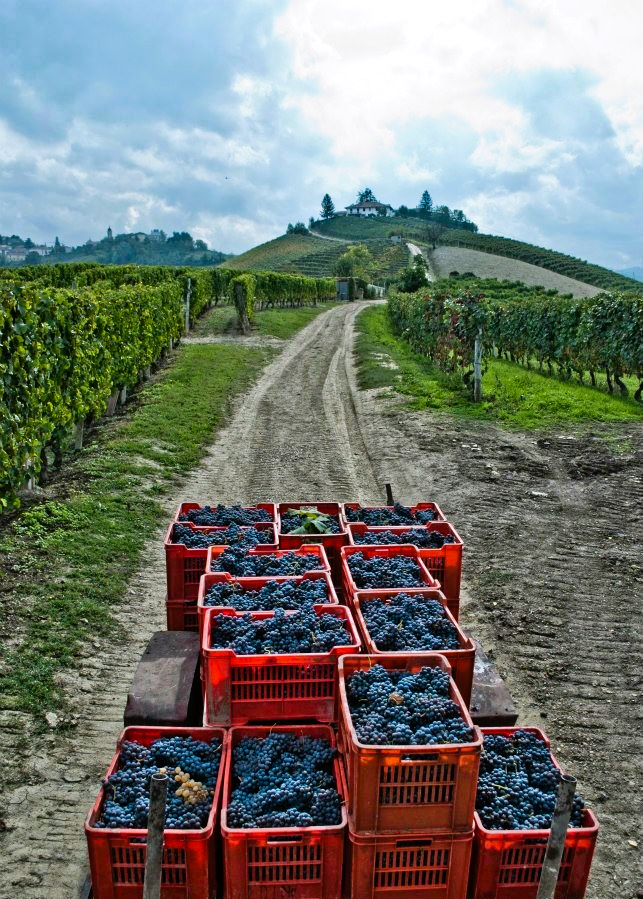 
                  
                    Barbaresco Ausario Molino - Piemont DOCG 2020
                  
                