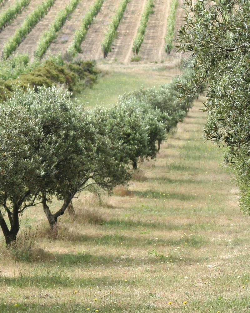 
                  
                    Olive Oil with Basil from A l'Olivier - 250ml
                  
                