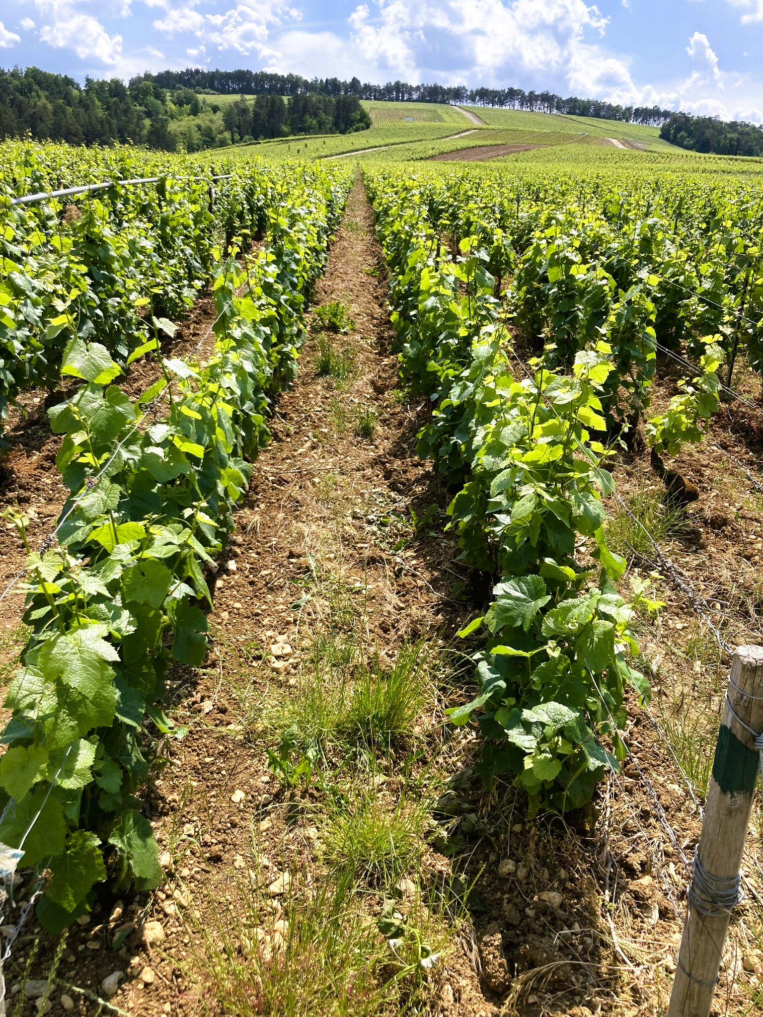 Champagne Huguenot-Tassin les Fioles Rosé