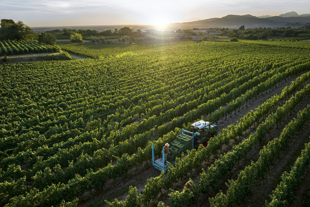 
                  
                    Franciacorta Alma Grande Cuvée Brut von Bellavista
                  
                