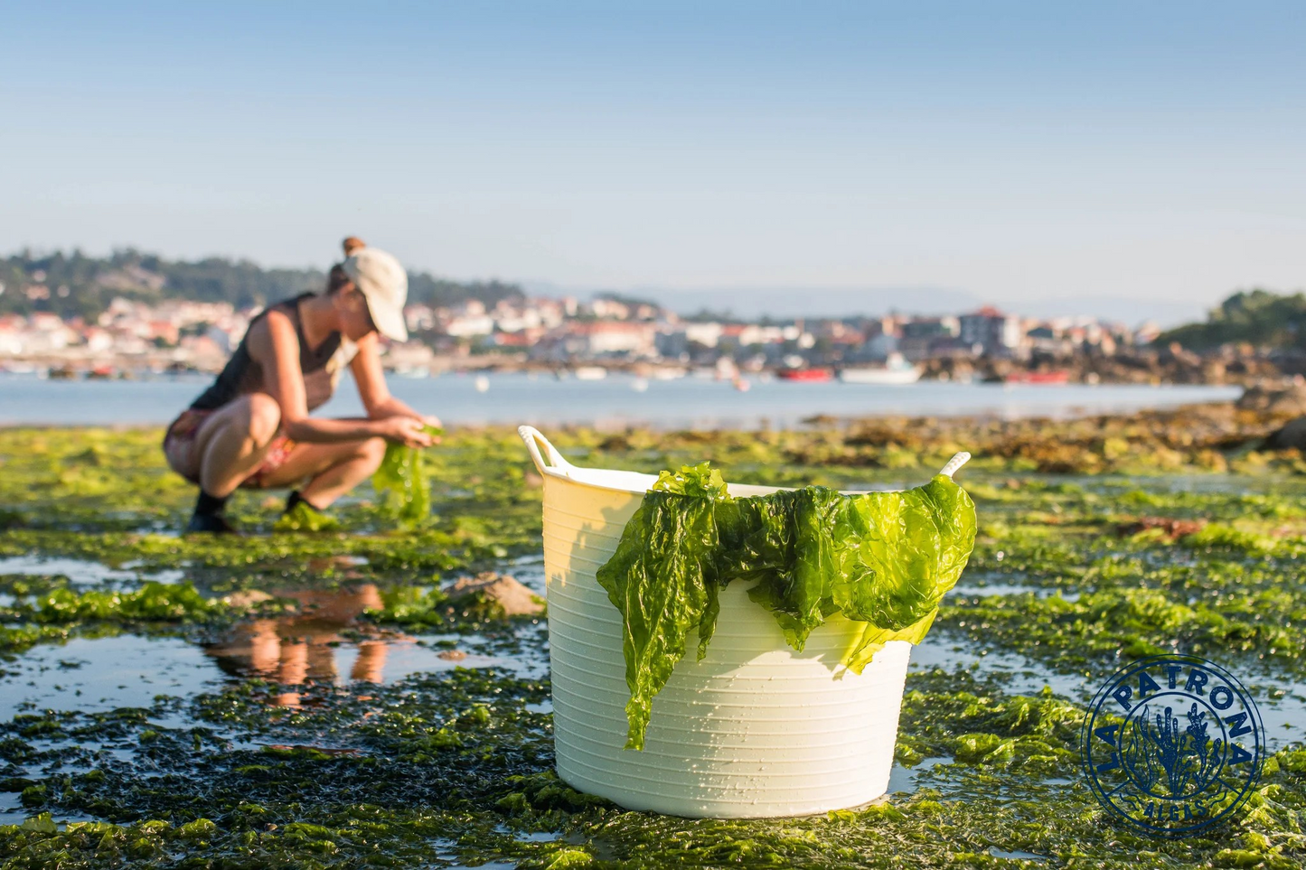 
                  
                    Algae broth - the vegan umami taste from Galicia - 500ml
                  
                