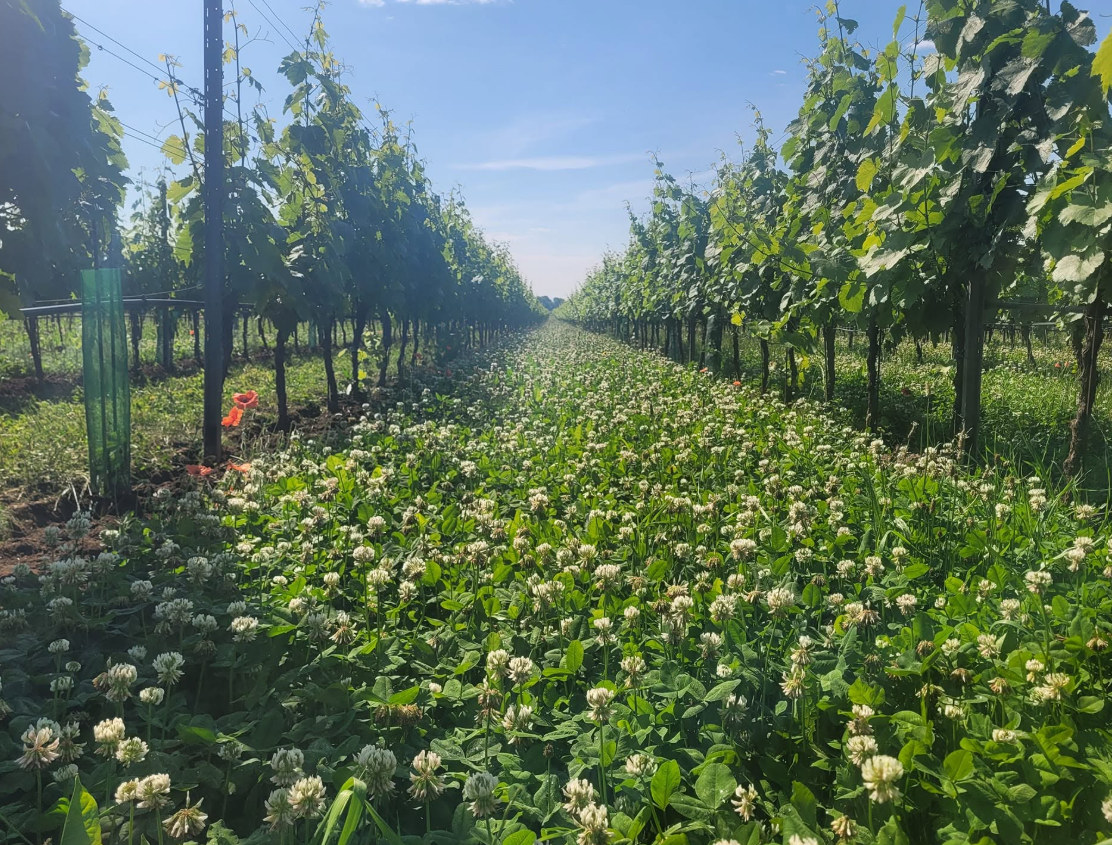 Grüner Veltliner - Goldenits 2025 - Burgenland - 75cl