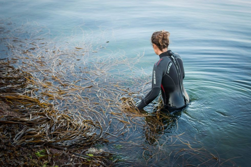 
                  
                    Wakame - RAW-Vegan - dried organic seaweed from Galicia 40g
                  
                